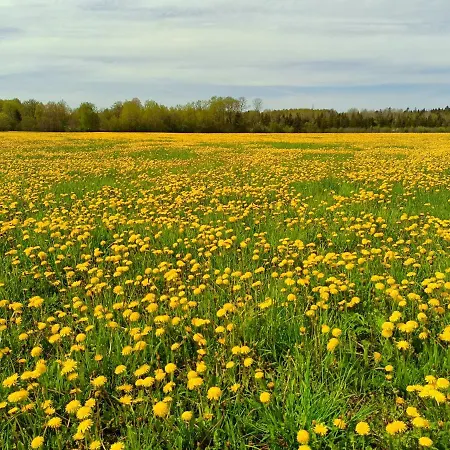 Aadniel's Village 別荘