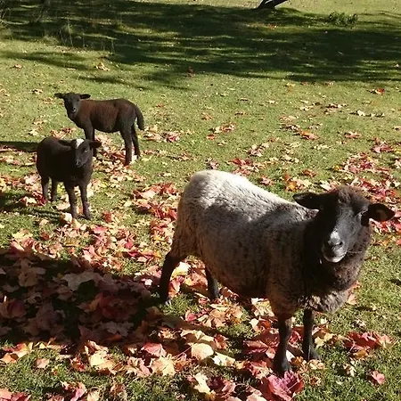 Aadniel's Holiday Village Aula