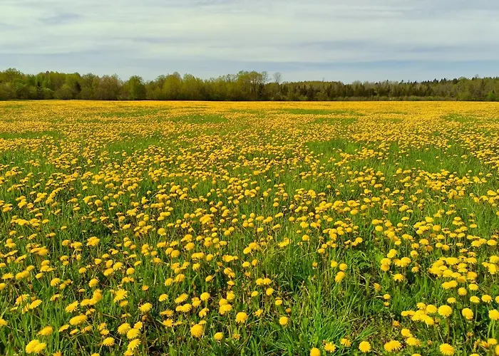 Aadniel's Village 펜션